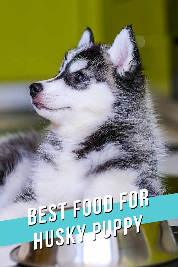 what should i feed my 2 month old husky