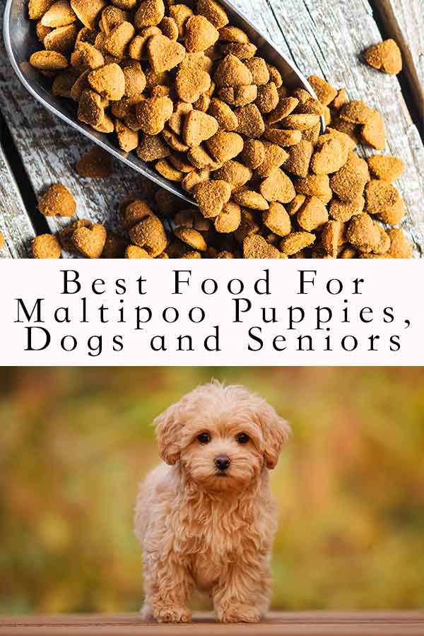 Best Food For Maltipoo Puppies Dogs and Seniors HP tall