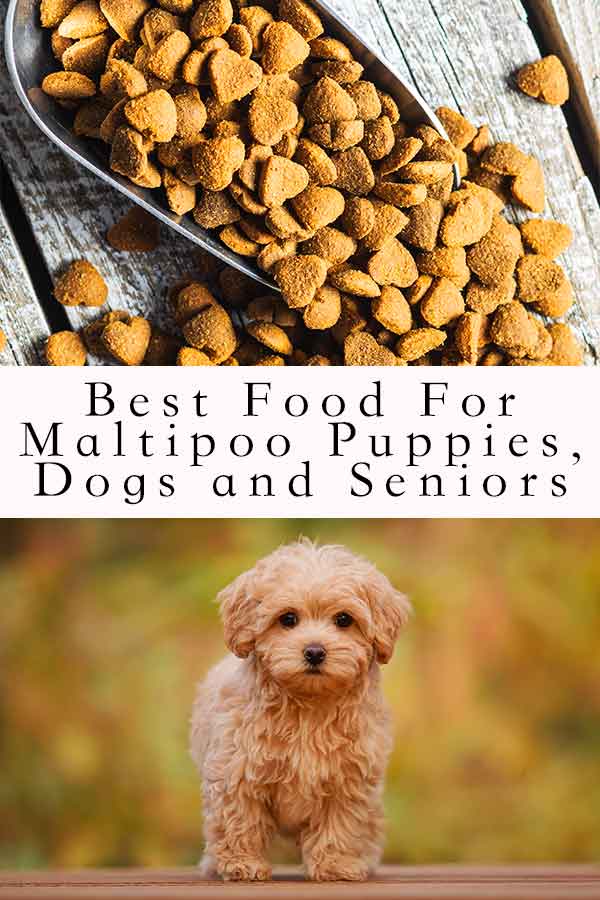 best food for maltipoo