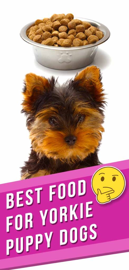 what type of food do yorkie puppies eat