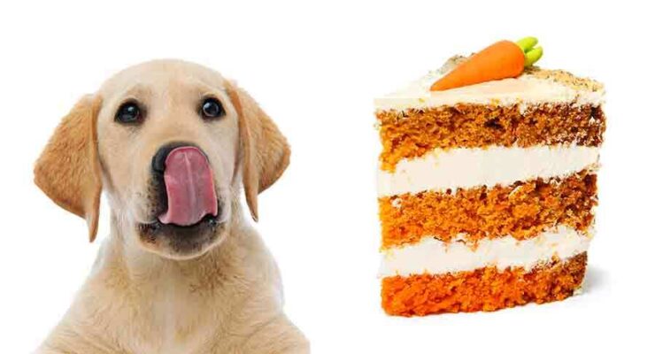 Can Dogs Eat Carrot Cake, Or Is This Treat Best Kept To Yourself?