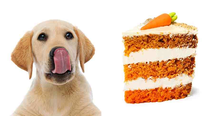 Can Dogs Eat Carrot Cake? - The Happy Puppy Site