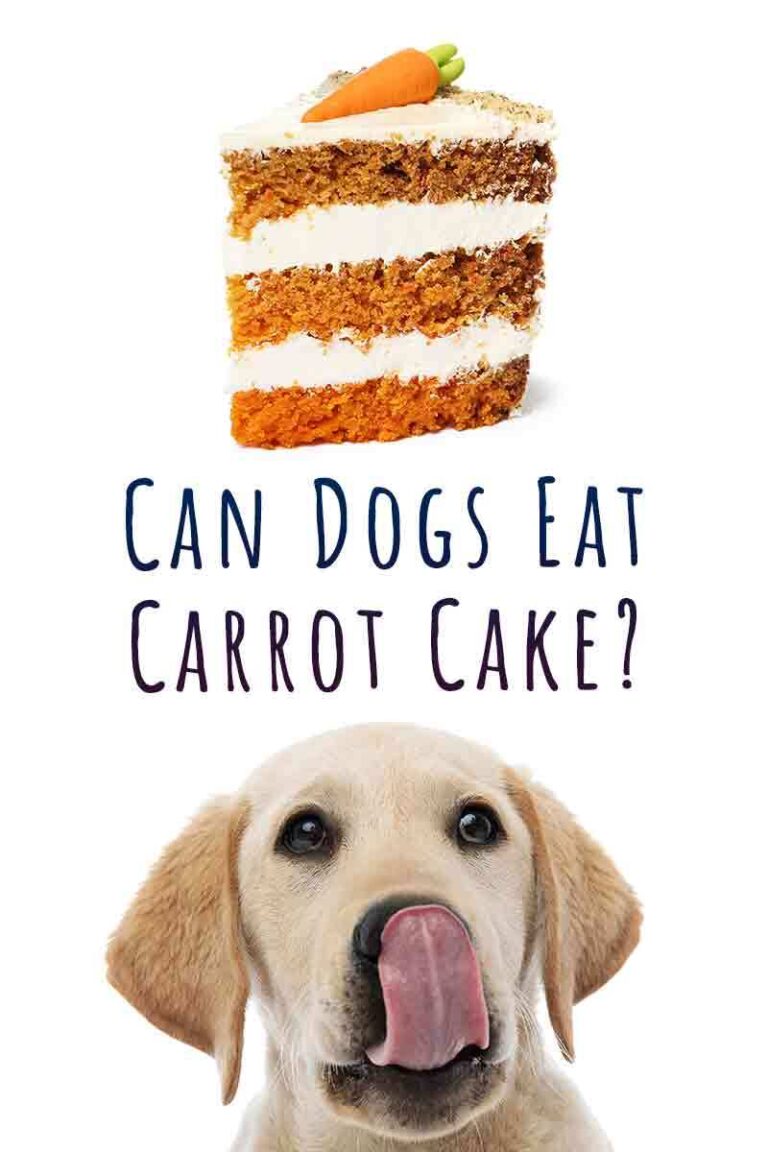 Can Dogs Eat Carrot Cake, Or Is This Treat Best Kept To Yourself?