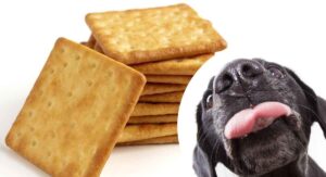 can dogs eat graham crackers