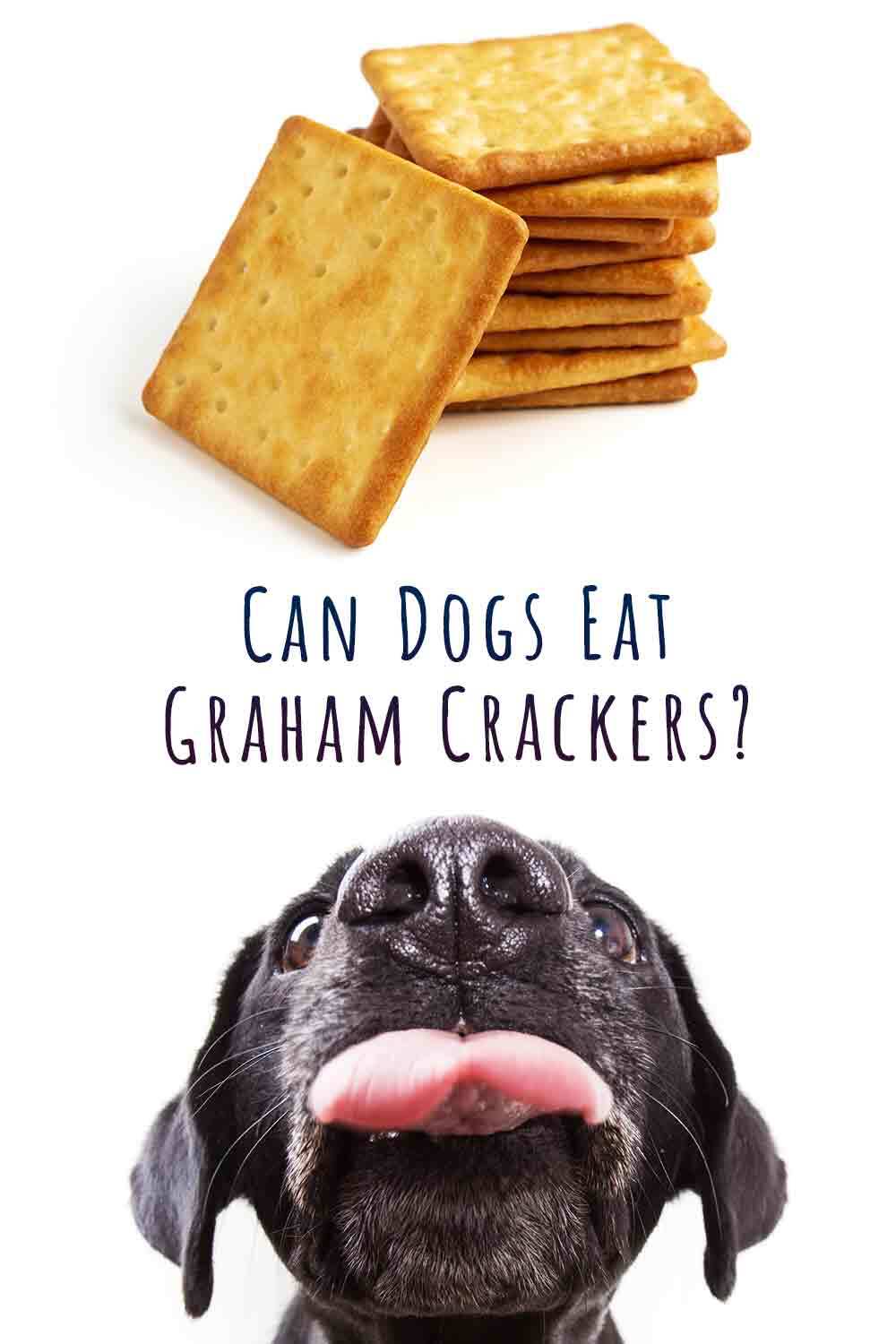 Can dogs have outlet saltine crackers