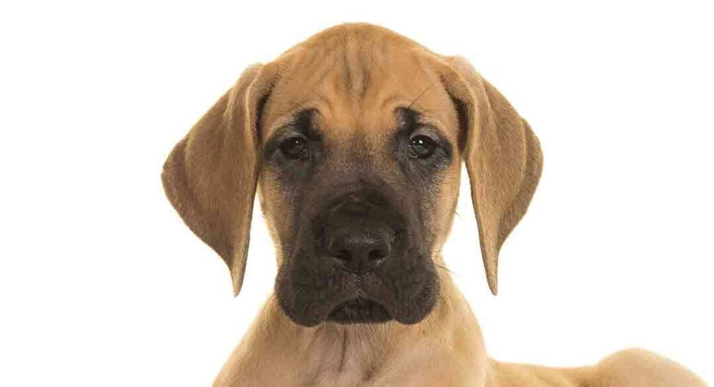 brown spotted great dane puppy