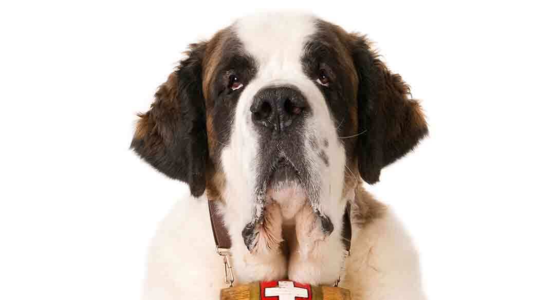 Great Pyrenees Mixes We Show You All the Shapes and Sizes!