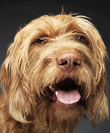 Tall wire haired clearance dog