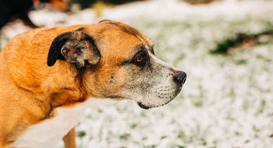 Labrador retriever 2024 boxer mix