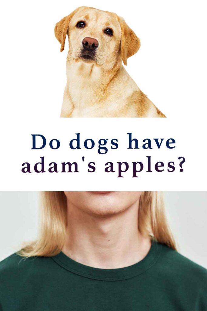 do dogs have adam's apples