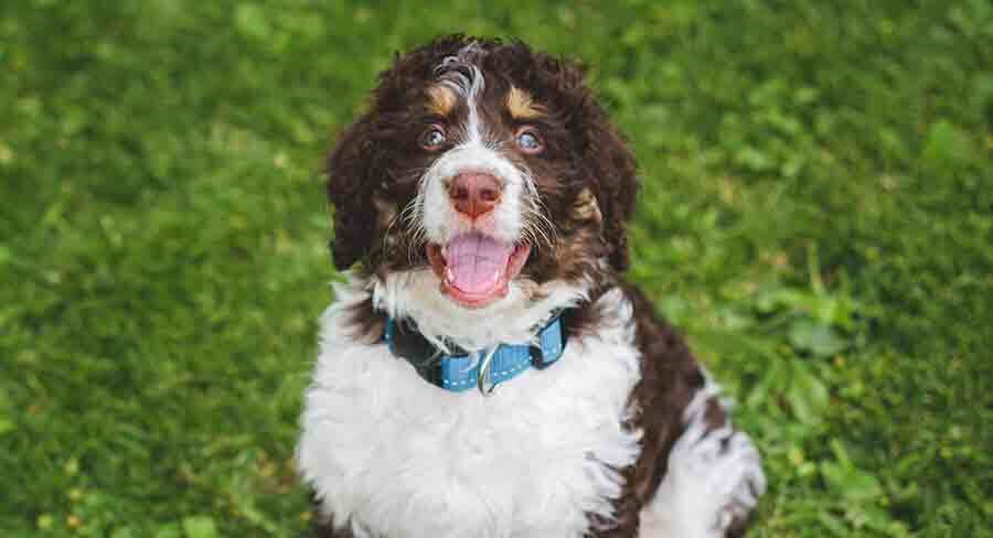 how long do bernedoodles grow