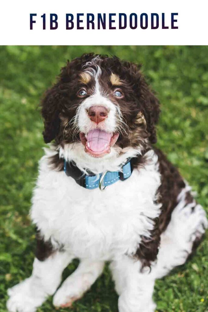 F1b Bernedoodle What To Expect From This Second Generation Mix