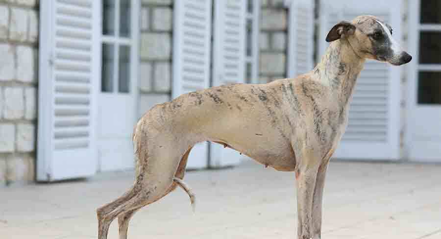 Tall slim best sale dog breeds