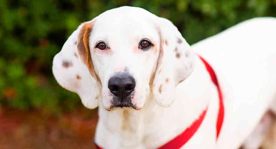 dalmatian beagle mix