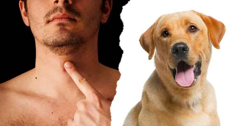 Do Dogs Have Adam's Apples? How To Find Your Dog's Adam's Apple