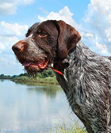 German Wirehaired Pointer