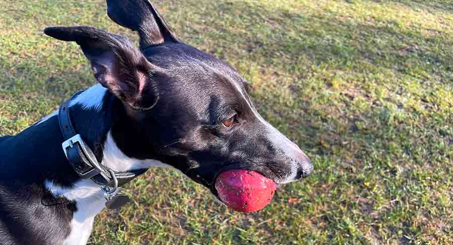 Max1 header whippet