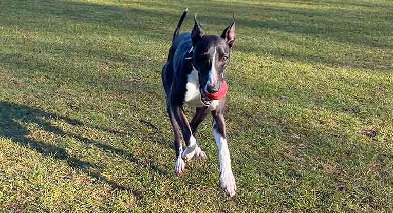 Max2 header whippet playing fetch