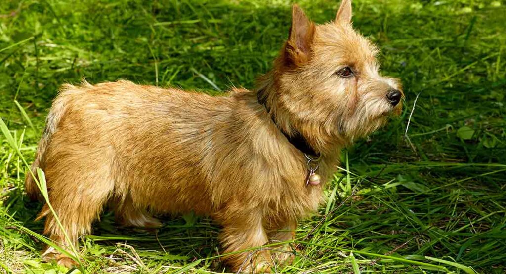 norfolk terrier