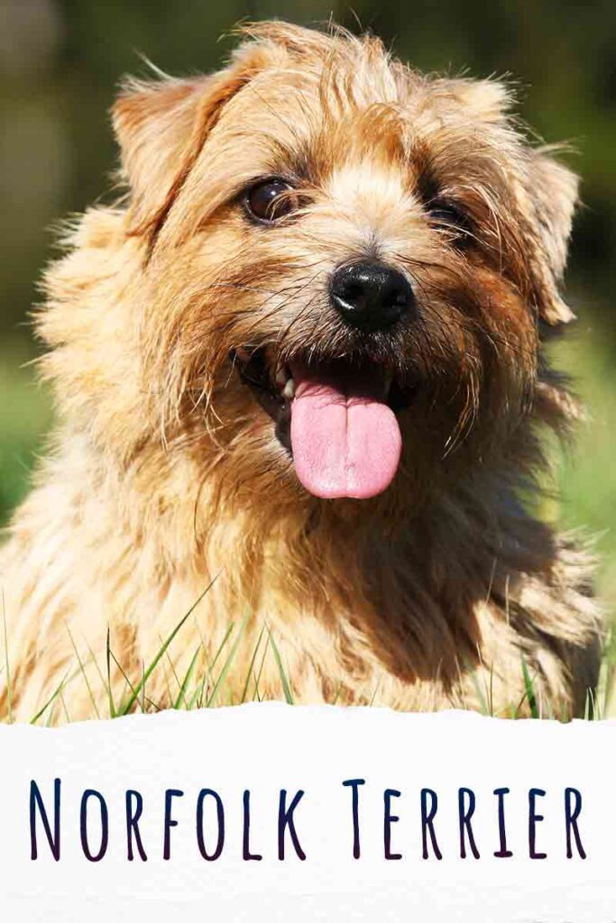 Norfolk Terrier Complete Dog Breed Information Guide