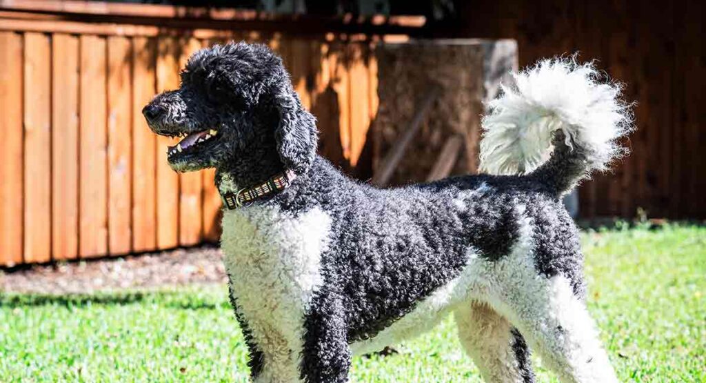 can poodles be black and white