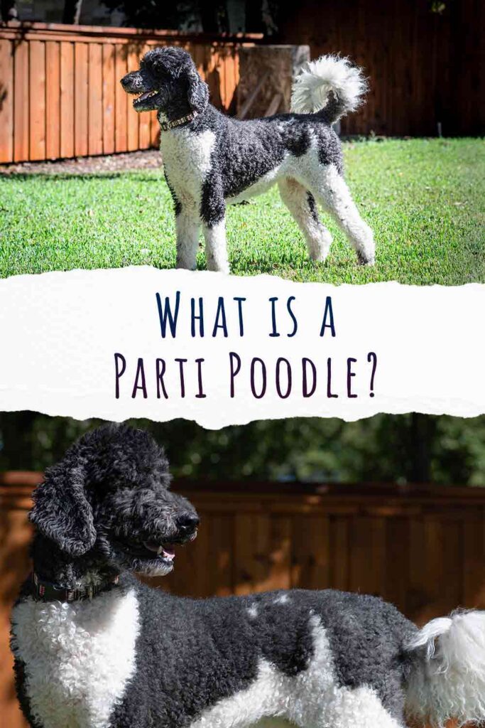 what makes a parti poodle