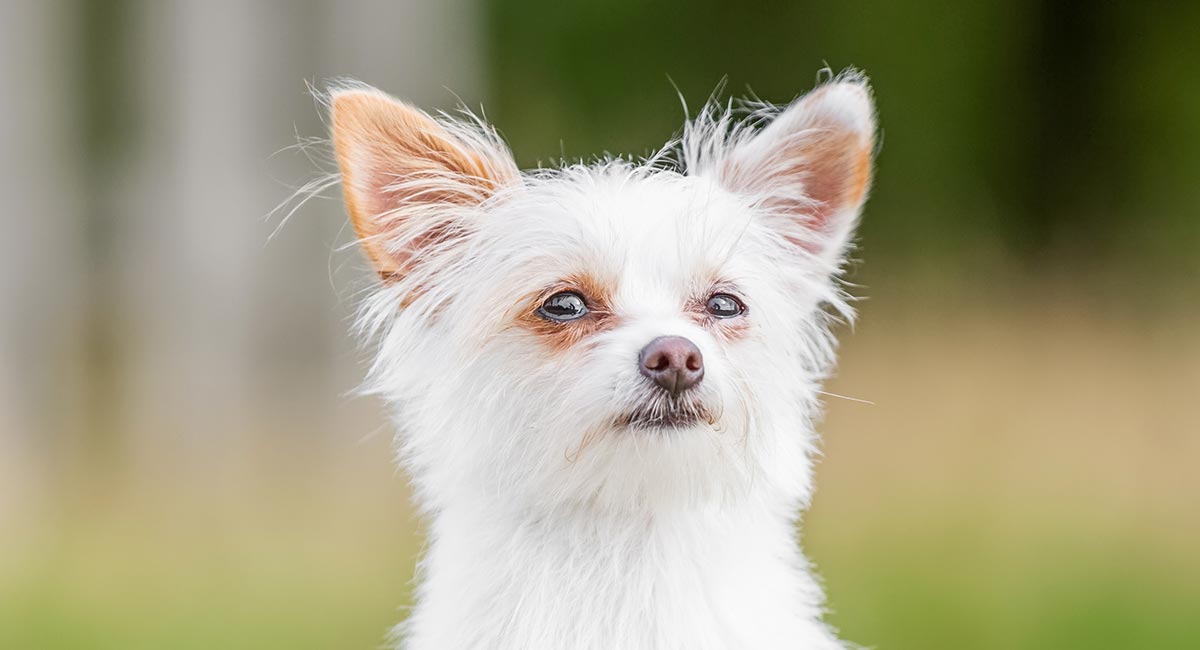 do yorkies shed their puppy coat