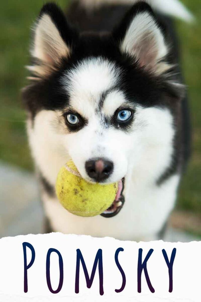 Pomsky Dog Breed Information - A Guide To The Husky Pomeranian Mix