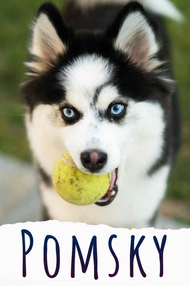 Pomsky Dog Breed Information A Guide To The Husky Pomeranian Mix
