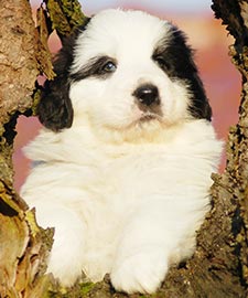 Pyrenean Mastiff