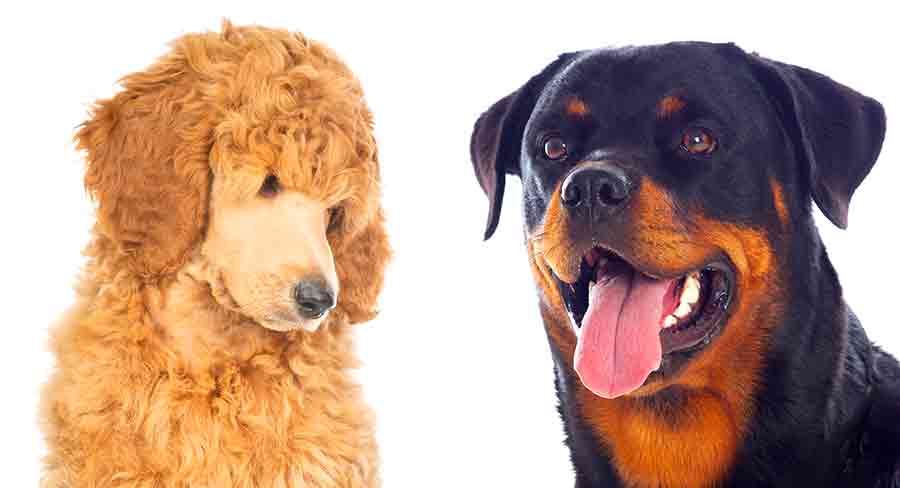 Rottle Dog - A Complete Guide To The Rottweiler Poodle Mix Breed