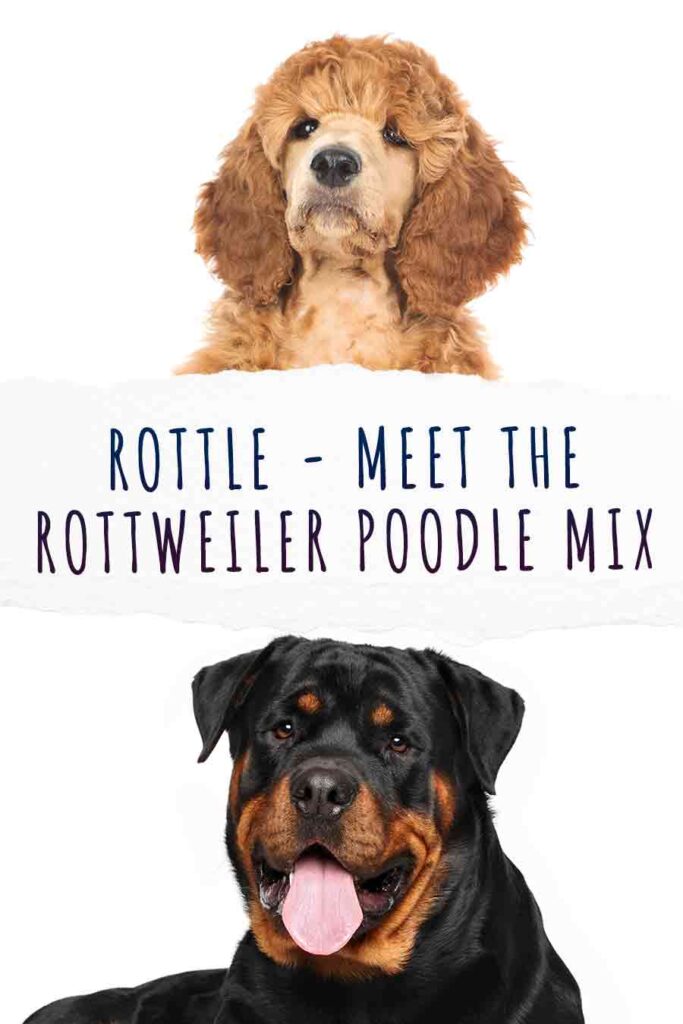 Rottle Dog - A Complete Guide To The Rottweiler Poodle Mix Breed