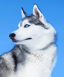 Siberian Husky