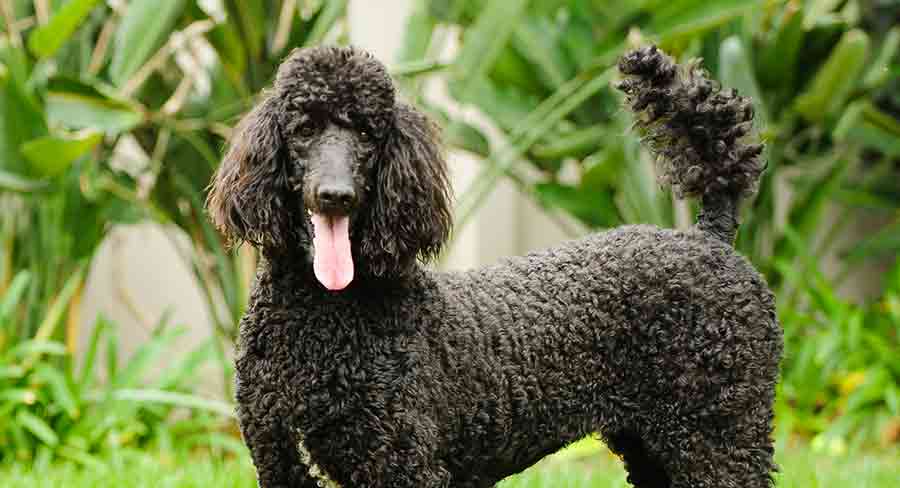 how high for a standard poodle feed bowl