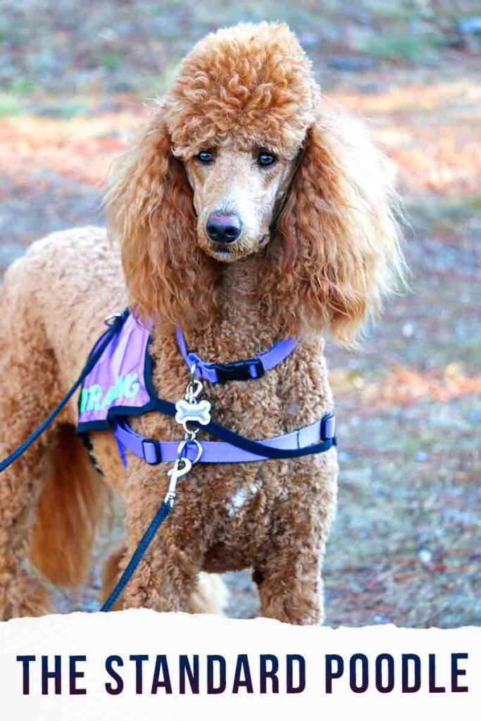 standard poodle