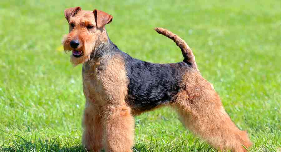 Welsh Terrier Dog Breed Information - A Complete Guide