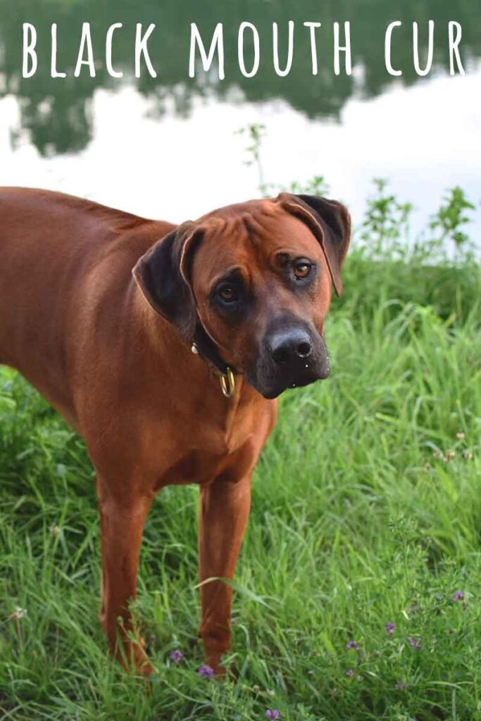 are black mouth cur dogs hunting dogs