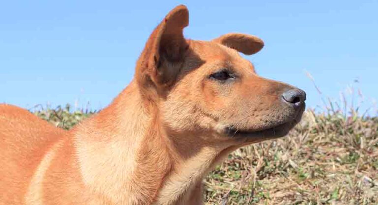 African Dog Breeds: Discover The Beautiful Pups of Africa