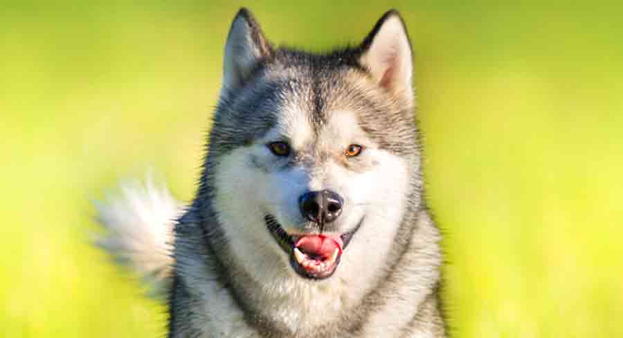 Alaskan Malamute long Alaskan Malamute