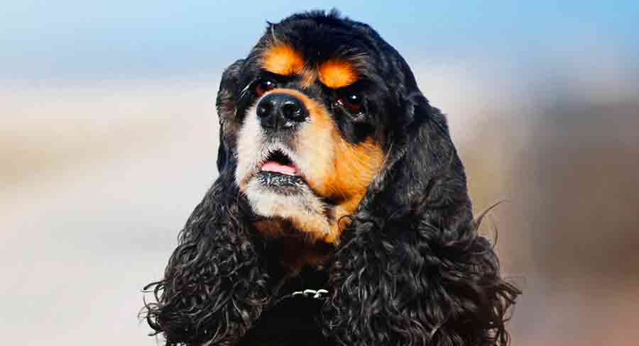 American Cocker Spaniel long American Cocker Spaniel