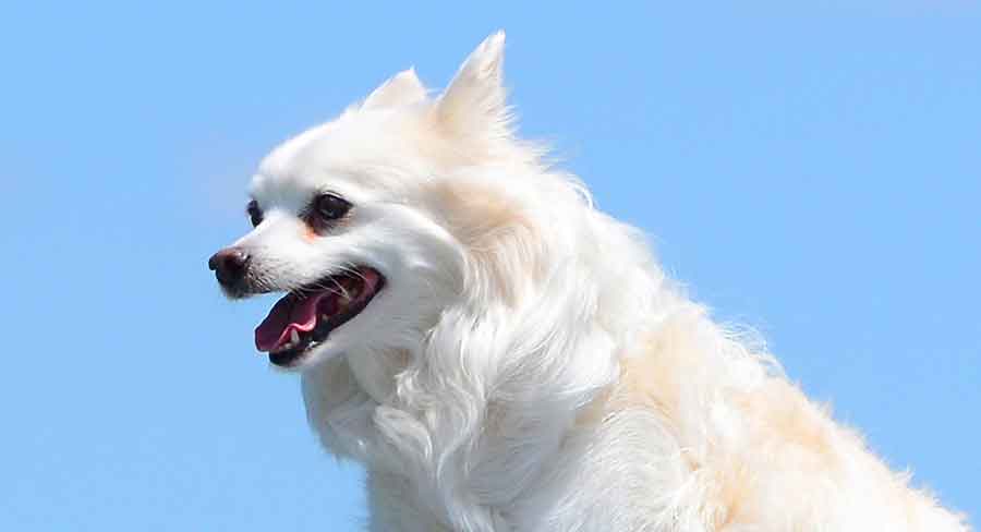 American Eskimo Long american eskimo dog