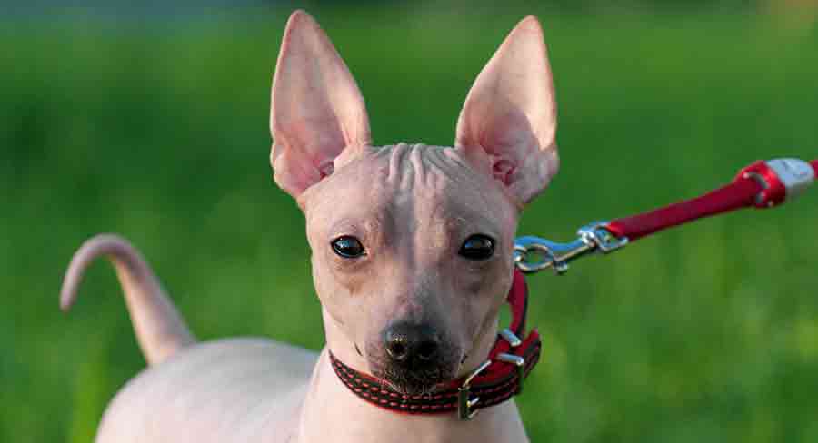American Hairless Terrier long American Hairless Terrier