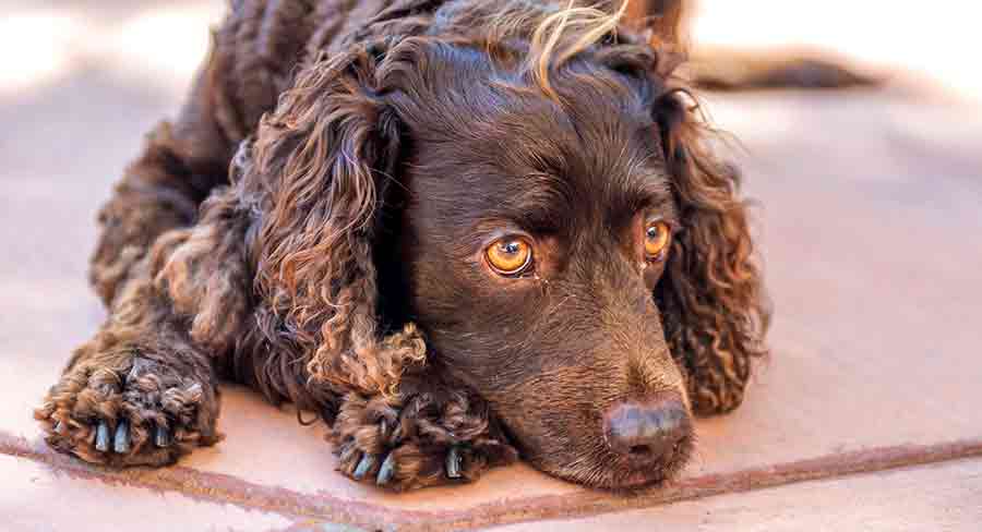 American Water Spaniel tall american water spaniel