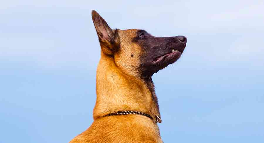 Beligan Malinois long belgian malinois