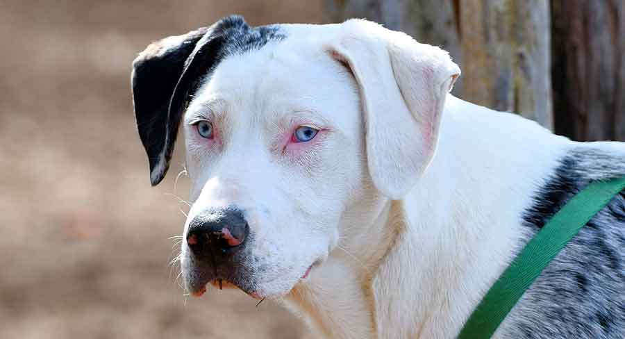 Catahoula Cur Long Catahoula Cur