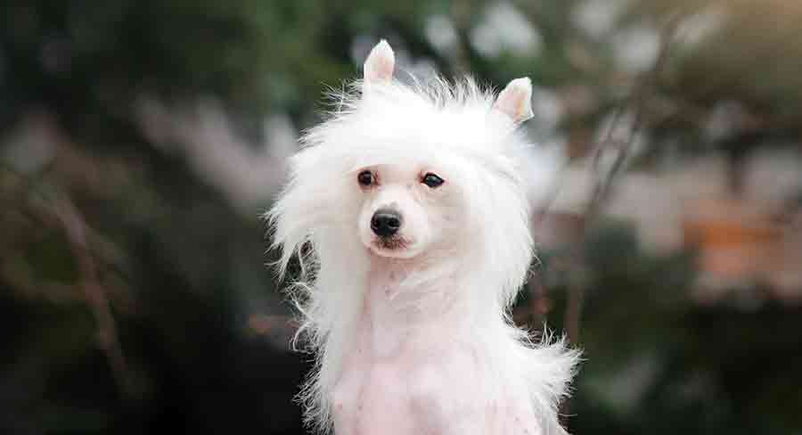 Chinese Crested long (1) chinese crested