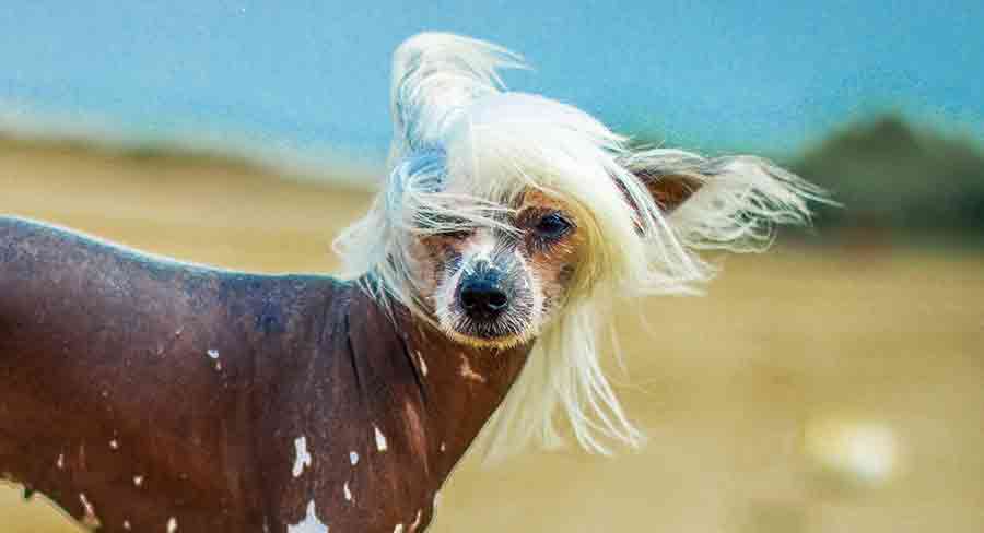 chinese crested