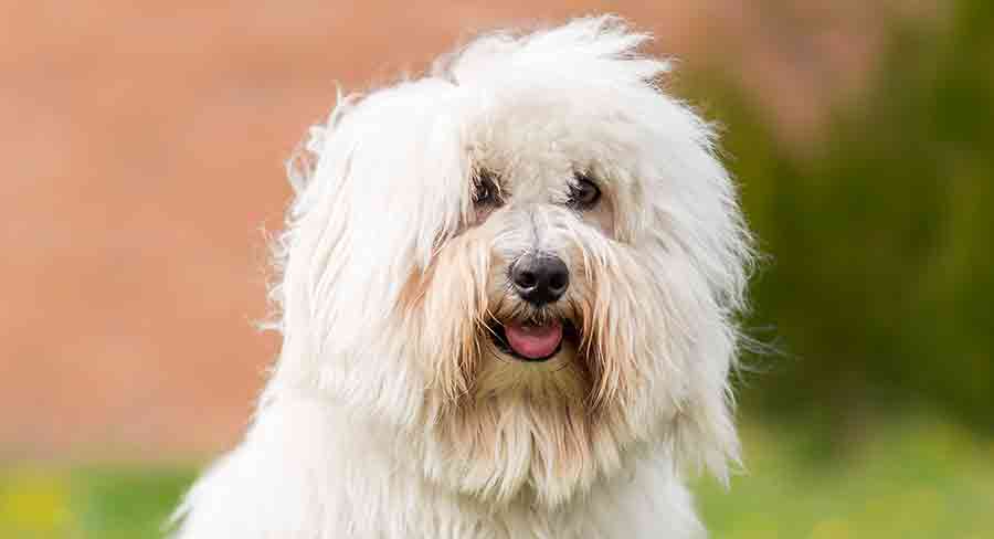 Coton de Tulear (4) coton de tulear