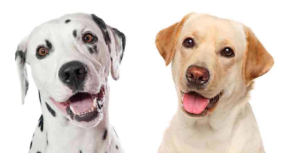 are dalmatians labradors