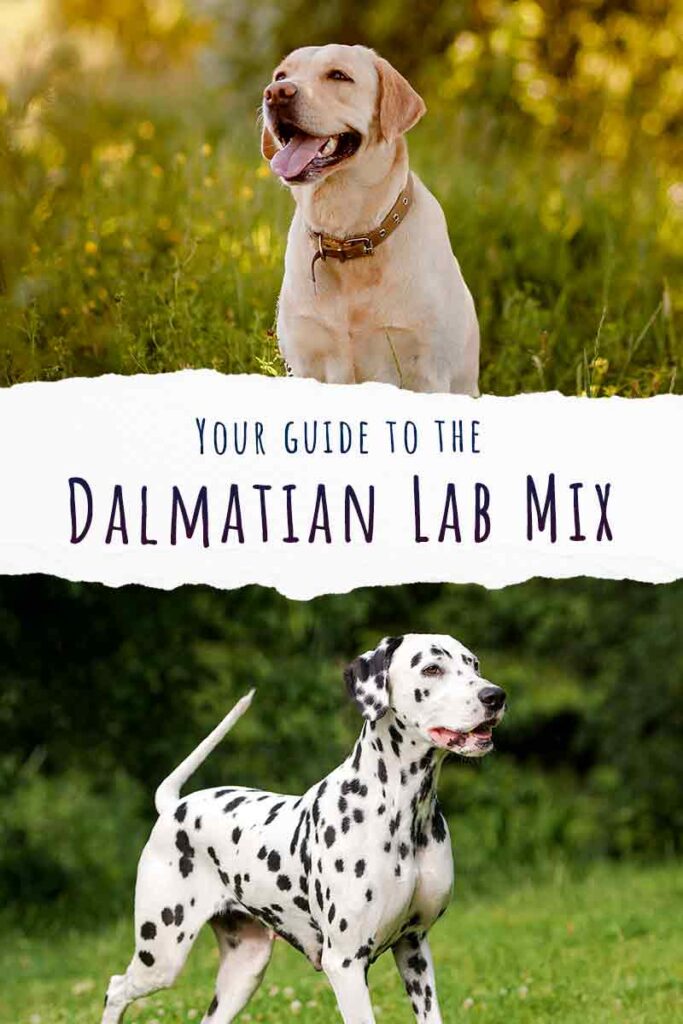 dalmatian lab mix